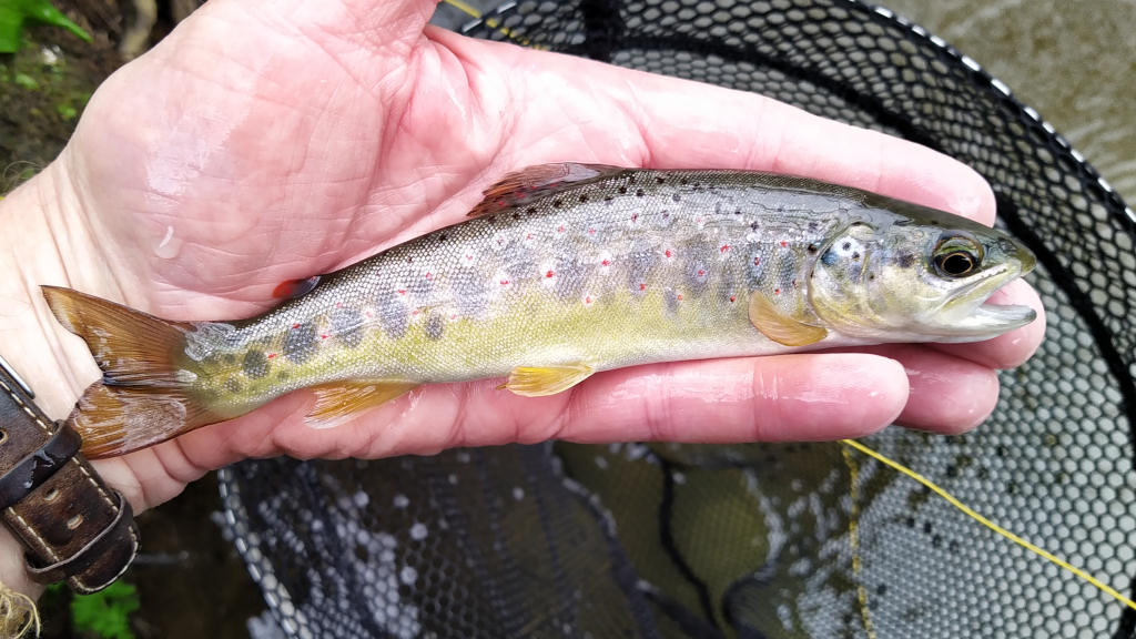 Photo of the season starter trout